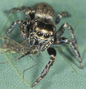 spider_evarcha_culicivora_300.jpg